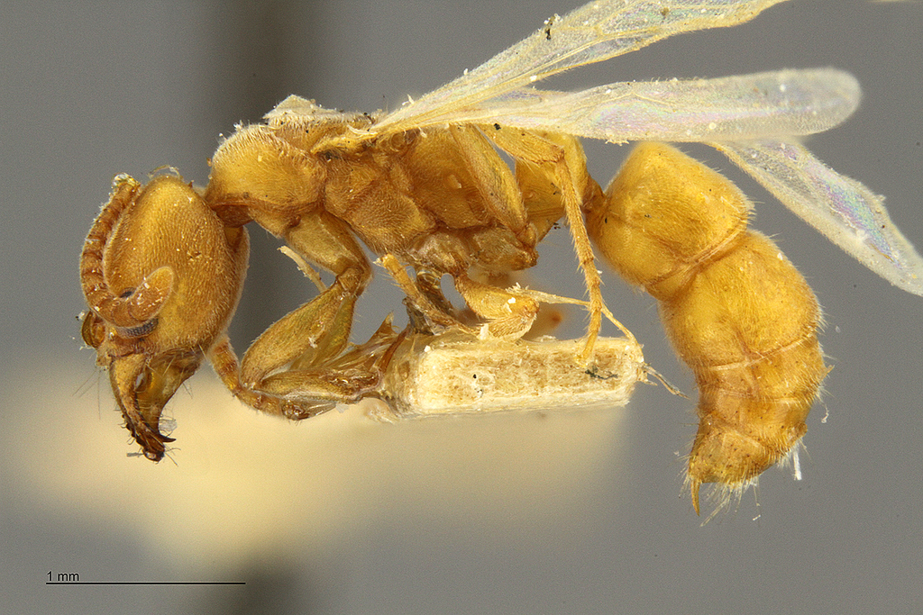 Parvaponera