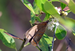 Neonympha areolatus