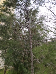 Pinus halepensis