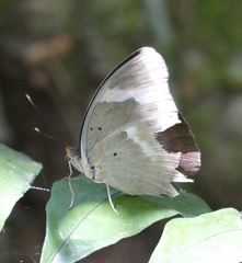 Euphaedra medon medon