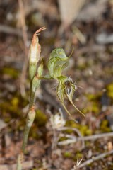 Pterostylis setifera