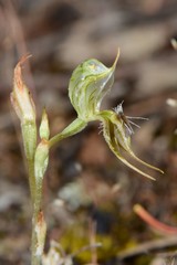Pterostylis setifera