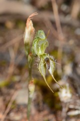 Pterostylis setifera