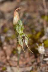 Pterostylis setifera