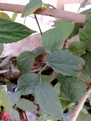 Malvaviscus penduliflorus