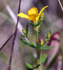 Rhexia lutea