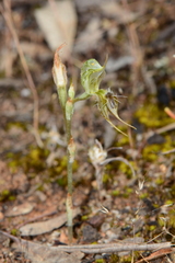 Pterostylis setifera