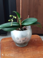 Phalaenopsis