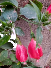 Malvaviscus penduliflorus