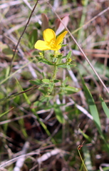 Rhexia lutea