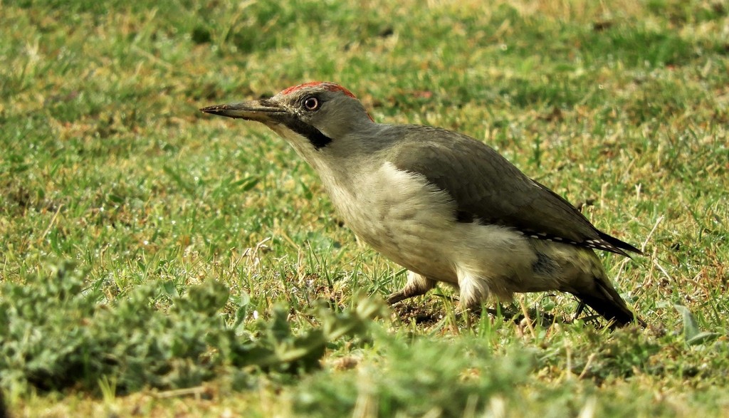 Iberian Green Woodpecker