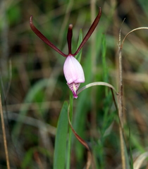 Cleistesiopsis oricamporum