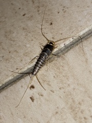 Ctenolepisma longicaudatum