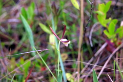 Cleistesiopsis oricamporum