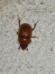 Parochodaeus cornutus