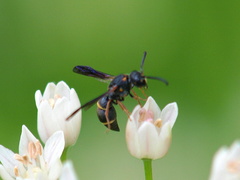 Parancistrocerus histrio