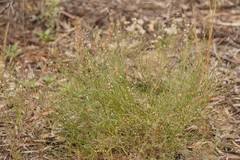 Swainsona microphylla