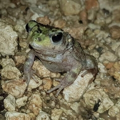 Peltophryne florentinoi