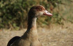 Alopochen aegyptiaca