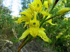 Chloraea lamellata