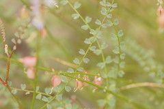 Swainsona microphylla