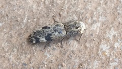 Cryptalaus alveolatus