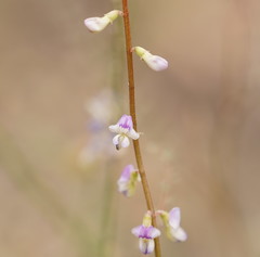 Swainsona microphylla