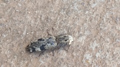 Cryptalaus alveolatus