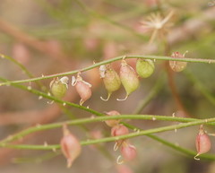 Swainsona microphylla
