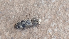 Cryptalaus alveolatus