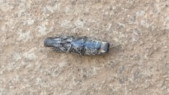 Cryptalaus alveolatus