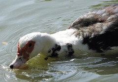 Cairina moschata domestica
