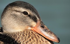 Anas platyrhynchos