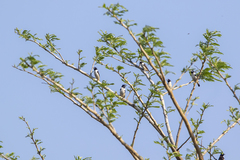 Spermestes fringilloides