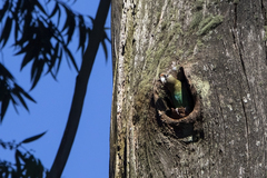 Poicephalus robustus