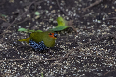 Mandingoa nitidula nitidula