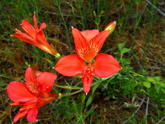 Alstroemeria ligtu ligtu