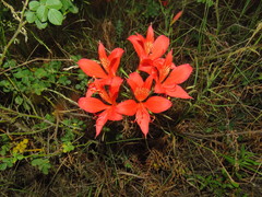 Alstroemeria ligtu ligtu