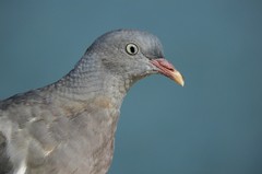 Columba palumbus