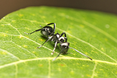 Polyrhachis clio