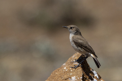 Emarginata sinuata hypernephela