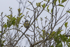 Apalis ruddi fumosa