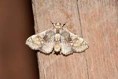 Omphisa