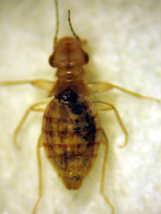 Trogium pulsatorium
