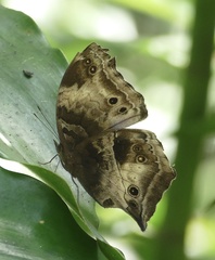 Protogoniomorpha cytora