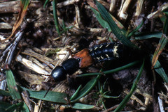 Platydracus stercorarius