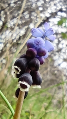 Muscari pulchellum