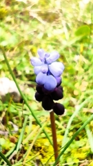 Muscari pulchellum