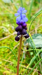 Muscari pulchellum