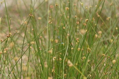 Cyperus gymnocaulos